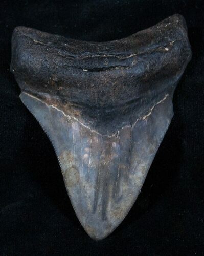 Bargain Megalodon Tooth - River Find #3797